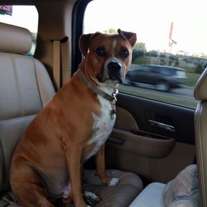 Meet your Posher, Ronnie-pat